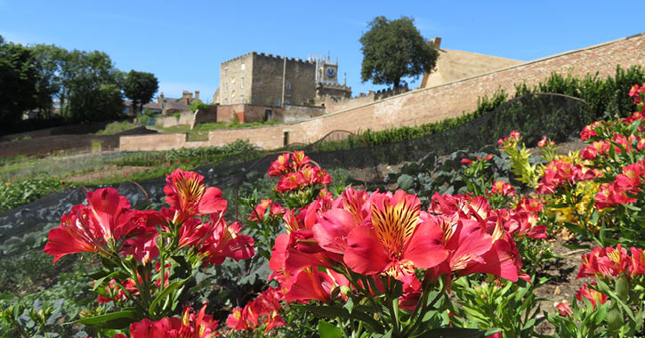 View of bright red flowers at Auckland Castle walled garden